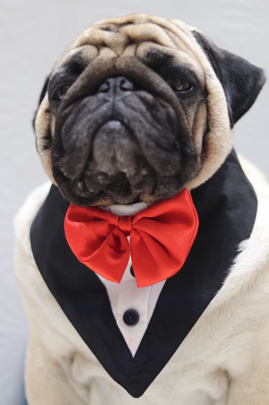 fashnita Bow Tie, Tuxedo for Cat, Dog(Black)
