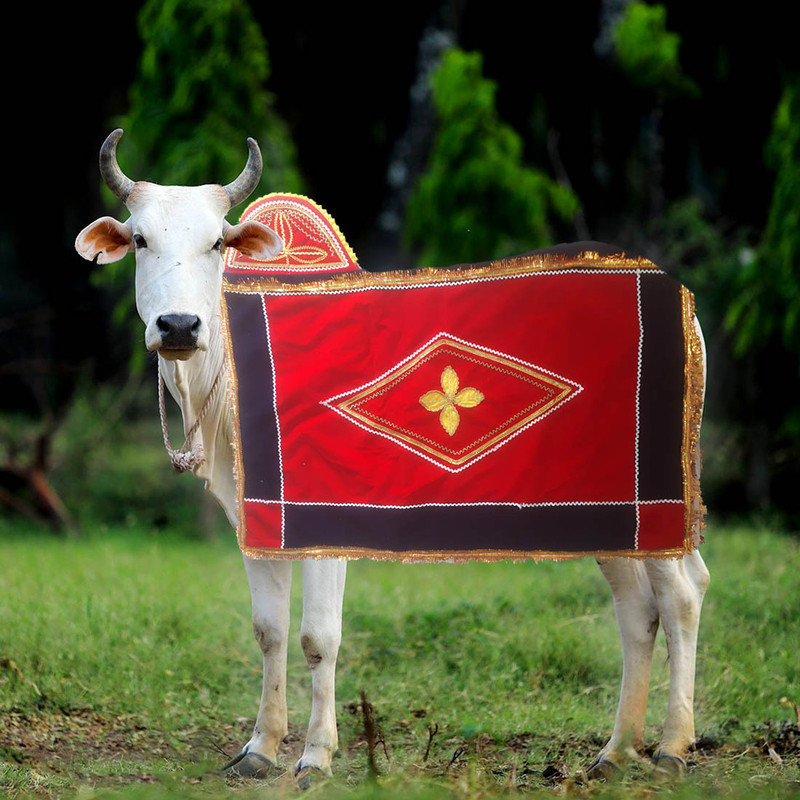 AAGAAZ Dress for Cow(Red)