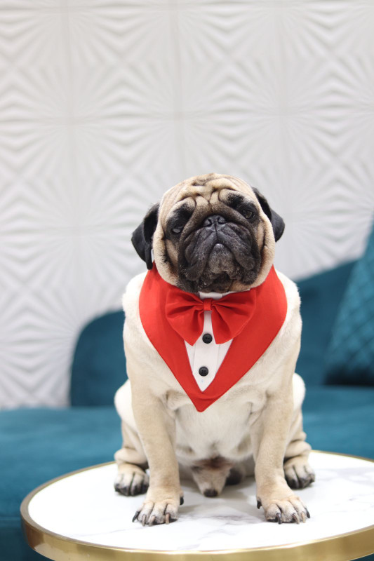 kasakclothing Bow Tie for Dog, Cat(Red, White)