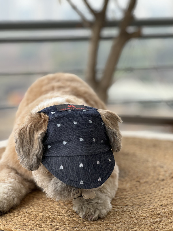 PAWGY Cap for Dog(Blue)