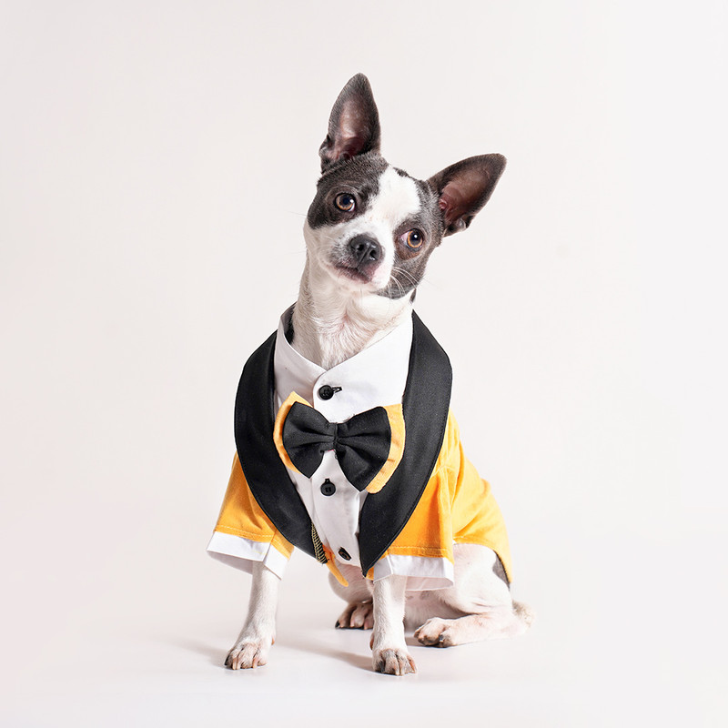 Barks & Wags Tuxedo for Dog, Cat(Turquoise)