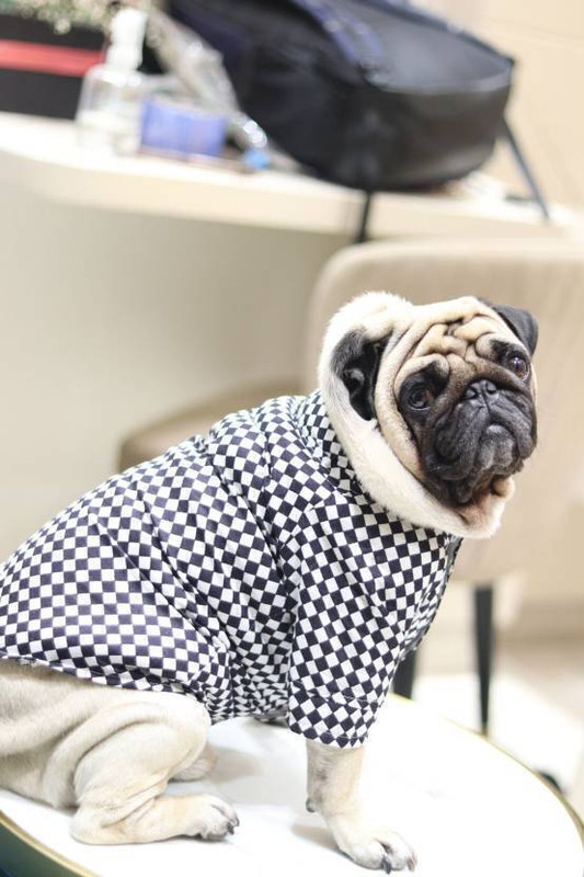 Baeship Tuxedo for Dog(Black, White)