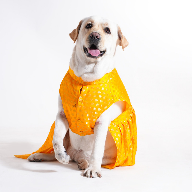 Barks & Wags Dress for Dog(Green)