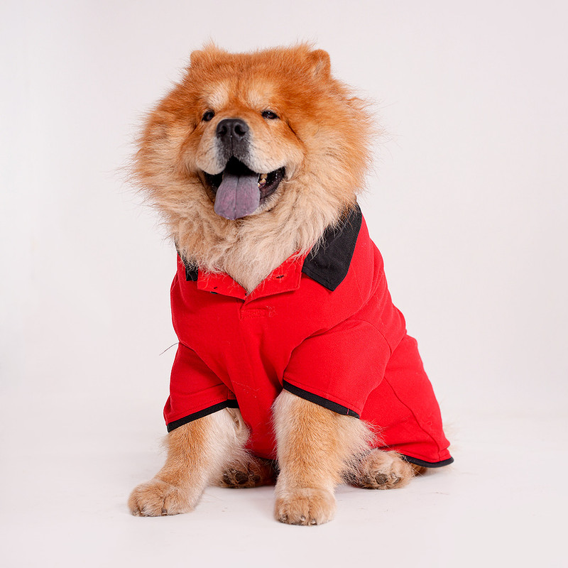 Barks & Wags T-shirt for Dog(Red with Black Collar)
