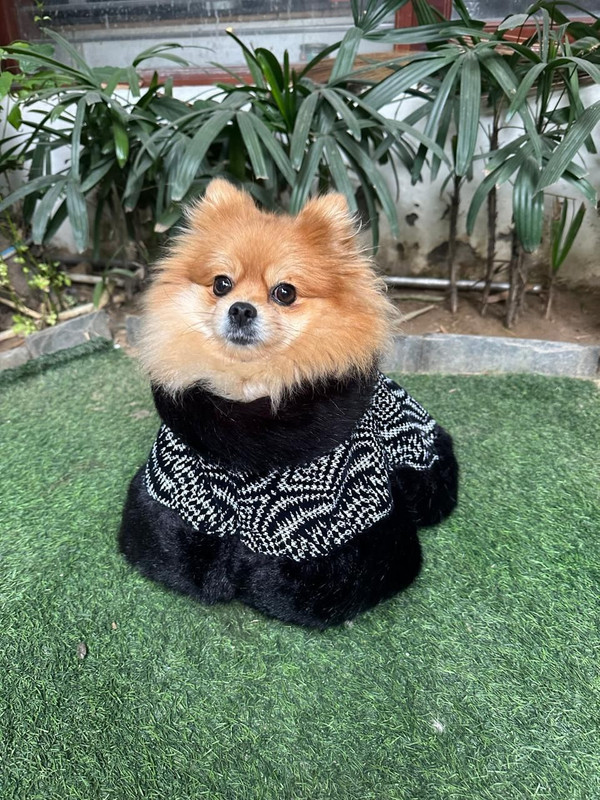 True Shop Winter Jacket for Dog, Cat(black)