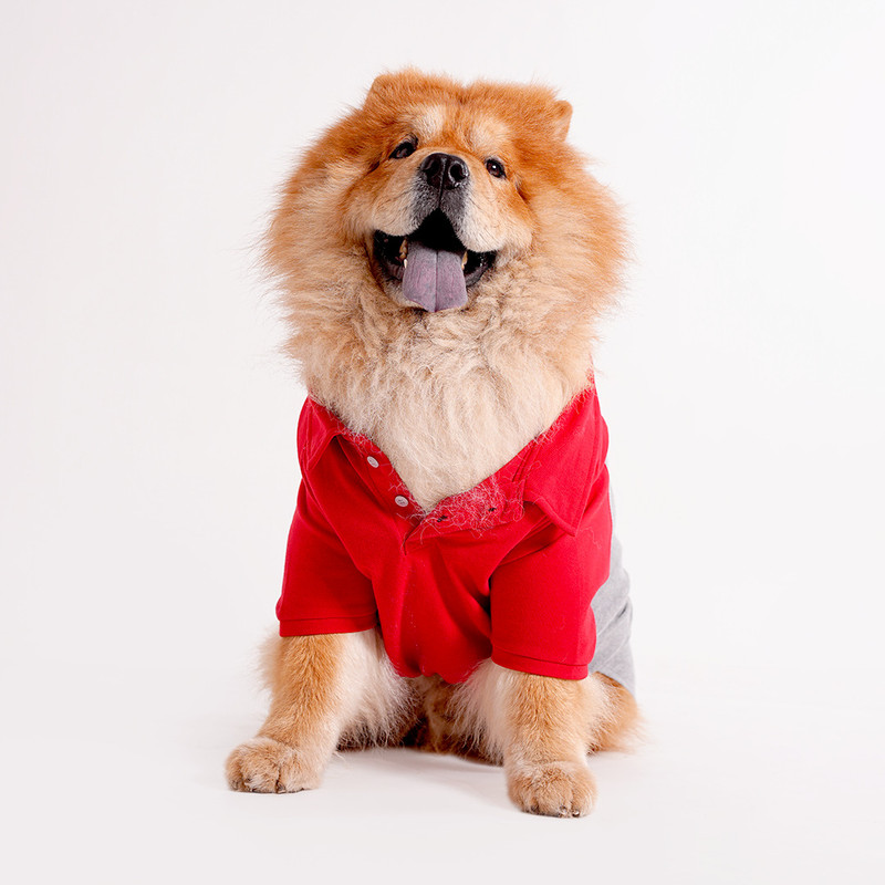 Barks & Wags T-shirt for Dog(Red & Grey Dual Tone)