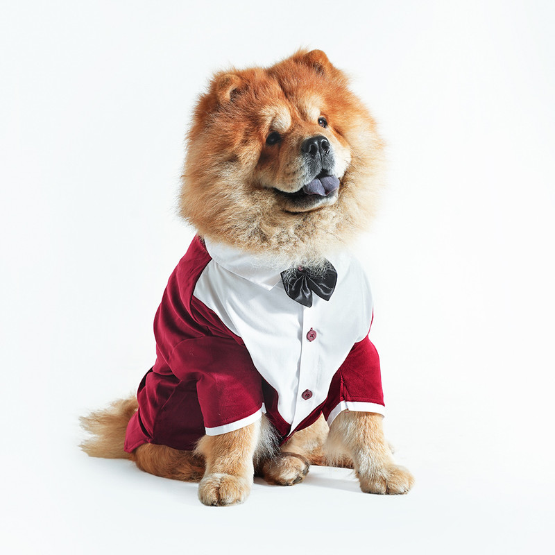 Barks & Wags Tuxedo for Dog, Cat(Black Tux with Red Bow Tie)