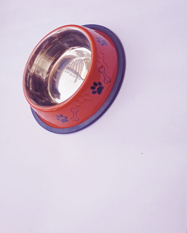 ROSHNEER ENTERPRISES Stainless Steel Pet Bowl(700 ml Orange)