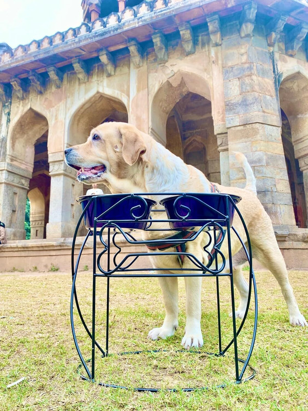 ICON WORLD METAL Pet Food Bowl Stand X-Large for Dog Water Feeder, 16 inch Height Iron Pet Bowl & Bottle(10 L Black)