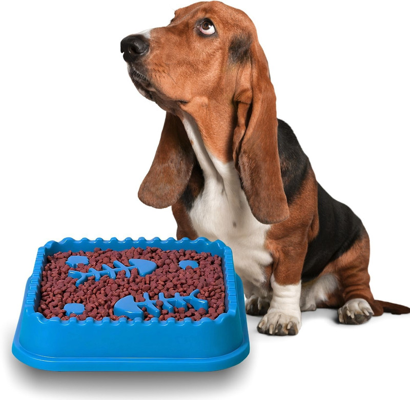 Sage Square Plastic Pet Bowl(400 ml Multicolor)