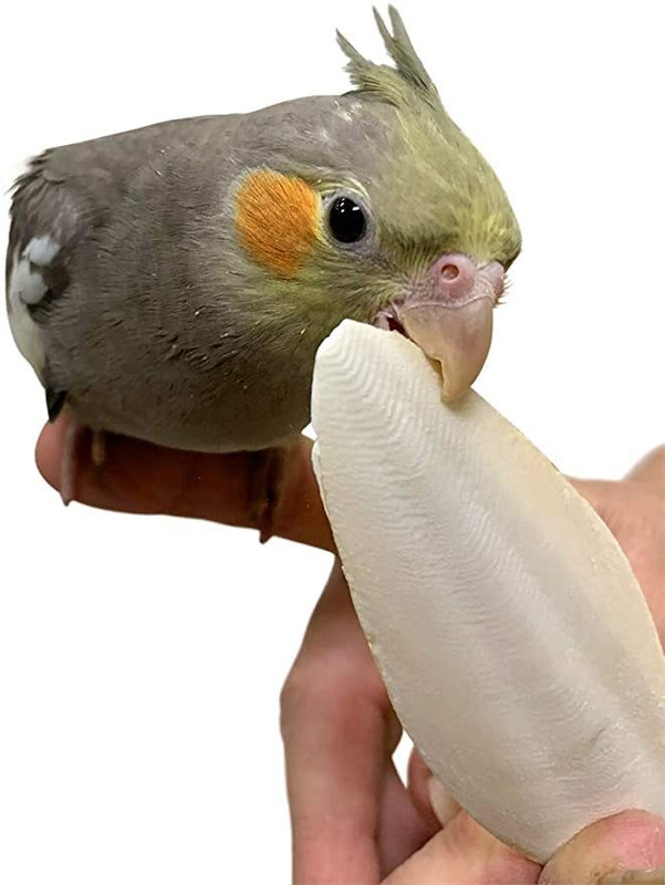 Sage Square Pure Cuttle Fish Calcium Bone for Healthy Birds, Cockatiels, Parrot, Finch, Java Fish Bird Chew(250 g, Pack of 1)