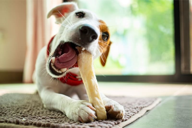 SCOOBEE 6 Inch 500gm Chew Bones for Dog Chew (500 g, Pack of 1) Beef, Mutton, Chicken Dog Chew(500 g, Pack of 1)