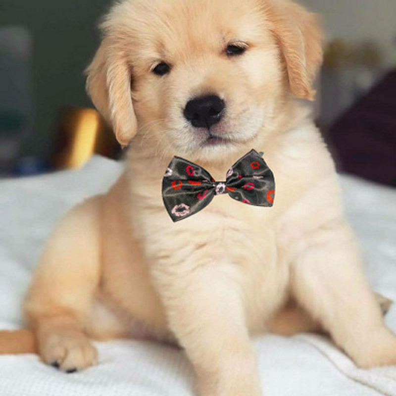 Pet Guard Festive Bowtie for Dogs & Cats (Medium) Pack of 1 Pcs Plain Dog & Cat Collar Charm(Multicolor, Round)