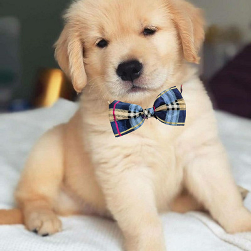 Pet Guard Collar with Free Bow Tie for Dogs PAck of 1 pcs Plain Dog & Cat Collar Charm(Multicolor, Round)