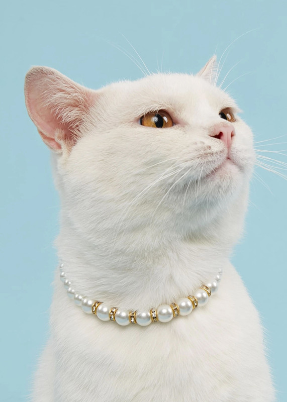 Meow Woof Fancy Dog Pearl Necklace Collars With Stones Adjustable Pearl Plain Dog & Cat Collar Charm(White And Gold, Round)