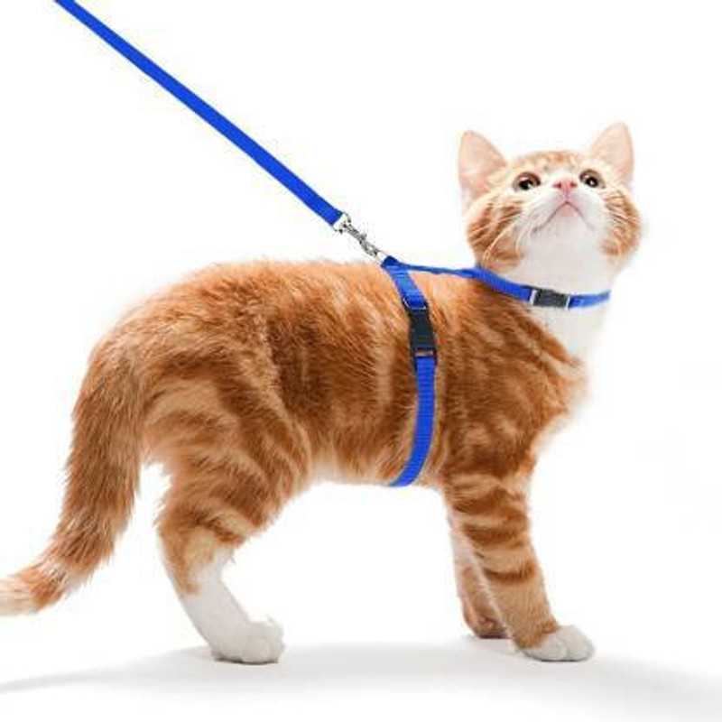 chullbull pet products Adjustable Cat harness and leash set for all breads and sizes of cat Cat Harness & Leash(Medium, Blue)