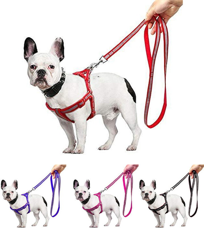 chullbull pet products Dog & Cat Harness & Leash(Medium, MULTICOLOR)