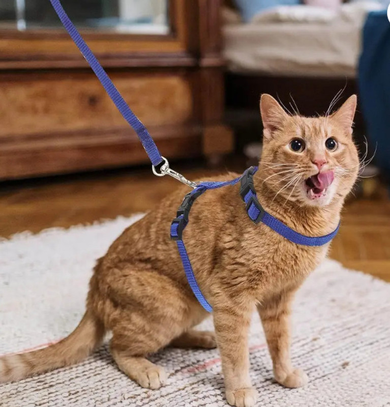 BODY BUILDING Adjustable Red Cat Harness with Red Leash for All Cats & Kitten Easy to Fit Easy to Control Cat Harness & Leash(Medium, Red)