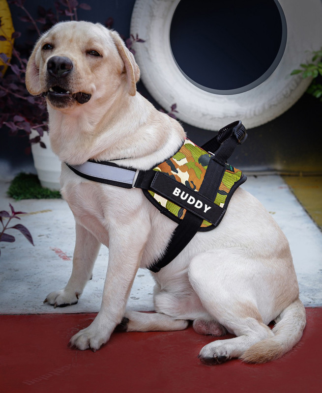 ALCAZAR Dog Vest Harness, Adjustable Size (S, Recommended for 5-13KG Pet) Dog Standard Harness(Small, MULTICOLOR)