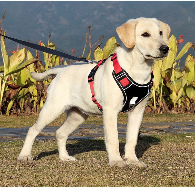 Berlin's Adjustable Chest Belt Harness |Reflective Comfortable No-Pull Pet Safety Harness Dog Buckle Harness(Small, Black/Red)