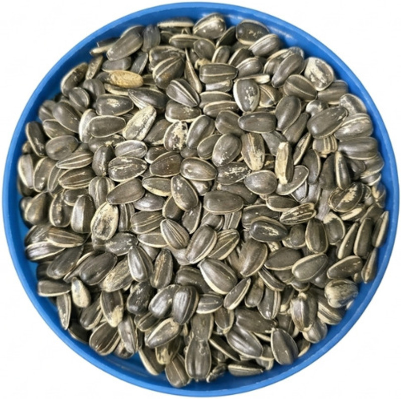 Pripton Sunflower Seeds For Birds and Parrot, Sunflower Seeds for Adult And Young Birds Nuts 0.9 kg Dry Adult, Young, Senior, New Born Bird Food