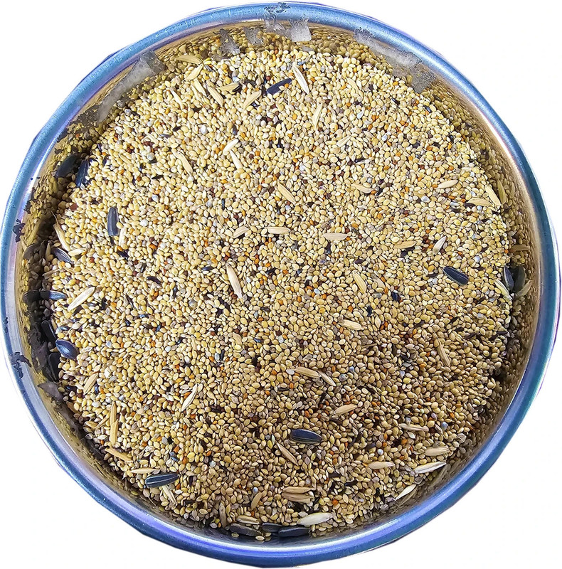 Parrots Wizard Sunflower Seed Bird Food 0.9 kg Dry Adult, Young, New Born Bird Food