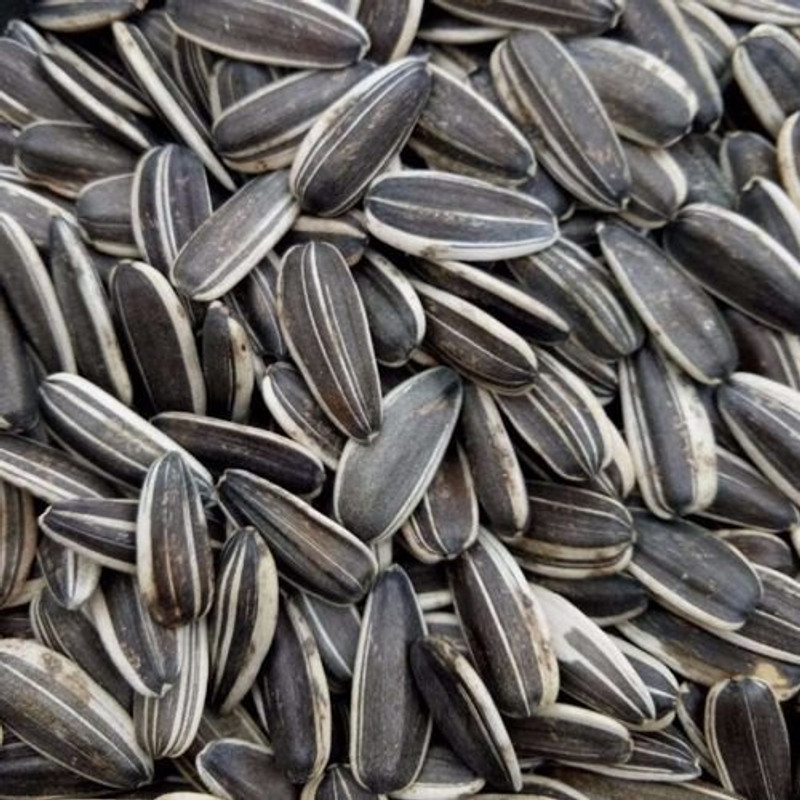 Nitishree Large Size Sunflower Seeds for Grey and Indian Parrot, Macaw, Cockatoo and Exotic Birds 0.5 kg Dry New Born, Adult, Young, Senior Bird Food