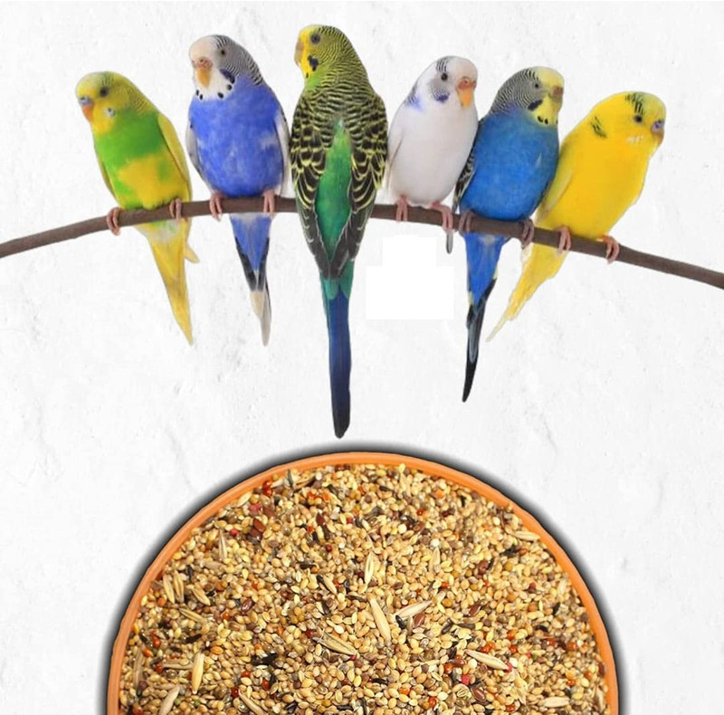 r.d exotic R.D Exotic Premium Mix Bird Feed for Budgies 5000 Gram Nuts 5 kg Dry Adult, Senior, Young Bird Food