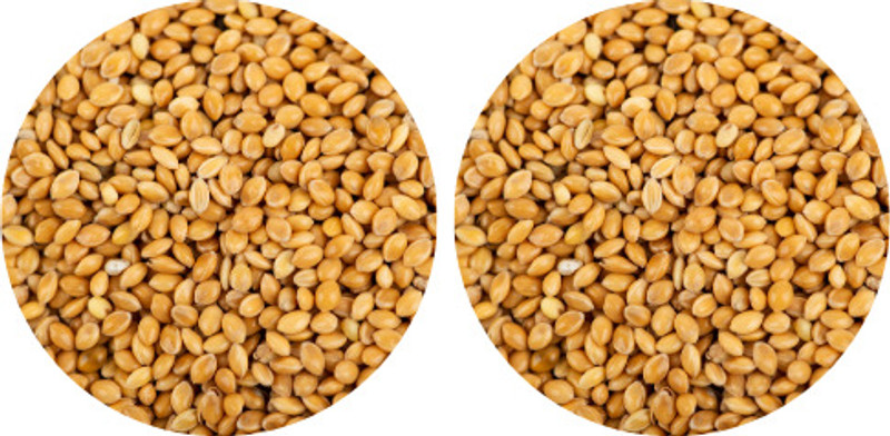 Birddy Seeds Foxtail Millet (Kangni) Bird Food 100% Natural Energy-Rich & Easily Digestible 10 kg (2x5 kg) Dry All Life Stages Bird Food
