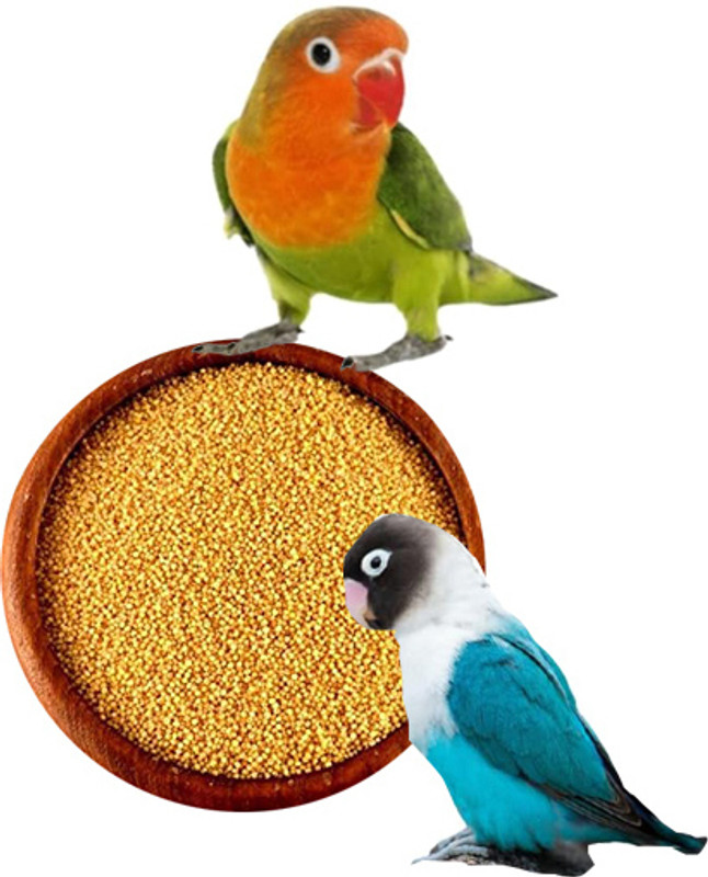 PMK Foxtail Millet (Kangni Seed) Yellow Millet High Protein Bird Food 0.5 kg Dry New Born, Adult, Young Bird Food