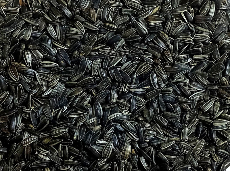 Sky Sunflower Seed Natural Bird Food(1000GM) 1KG for cockatiel, Silver Finches, Munia, Parakeets, Parrots, Budgies, Grain and Seed Eating Birds Nuts 1 kg Dry Young, Adult Bird Food