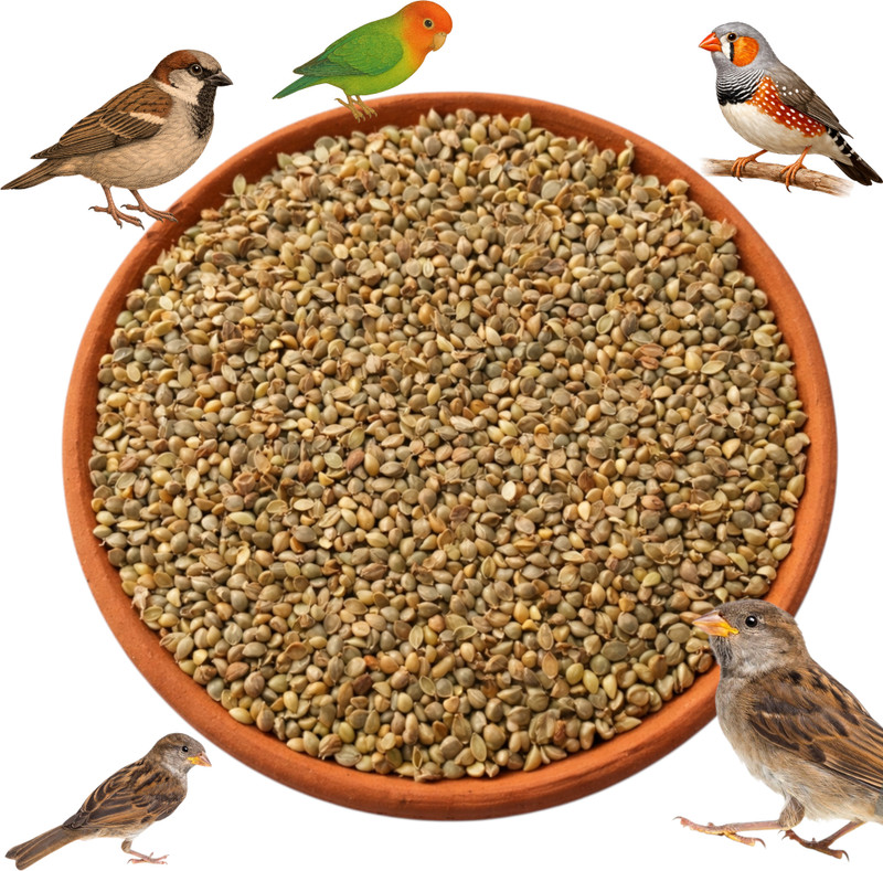 lithor Premium Sawa Millet Feed for Sparrows & Small Birds 0.45 kg Dry All Life Stages Bird Food