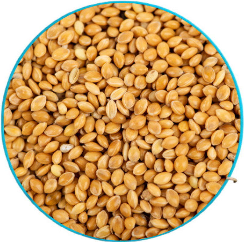 Birddy Seeds Foxtail Millet Kangni Bird Food for Canary, Finches, Waxbill, Budgies, Lovebird 5 kg Dry All Life Stages Bird Food