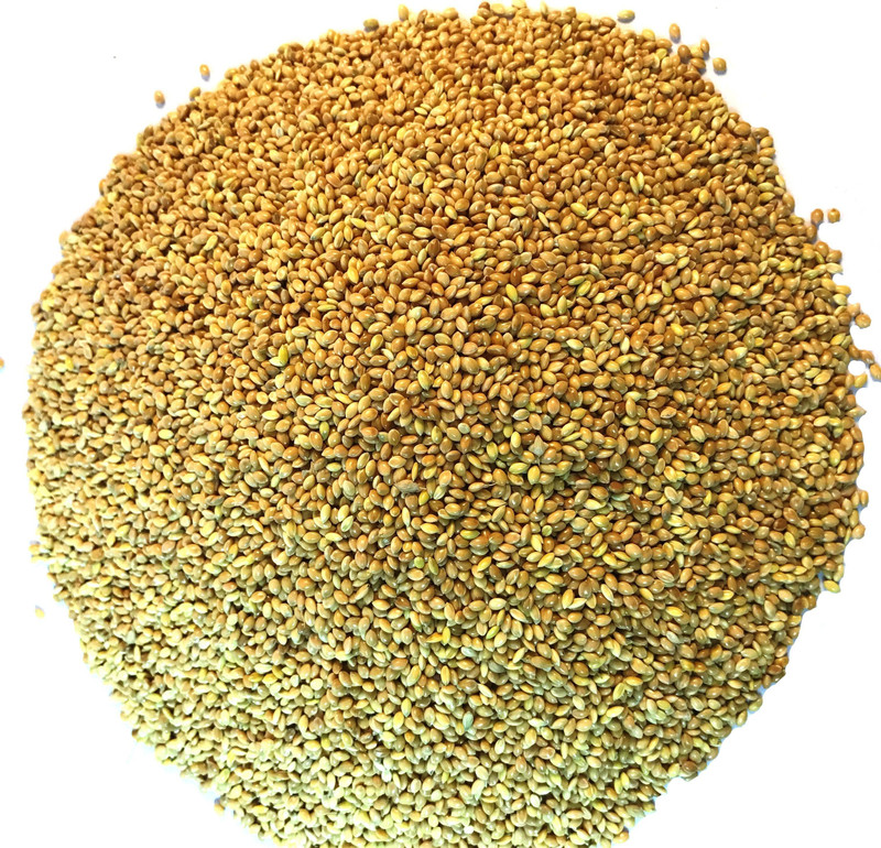Nitishree Premium Moti Kangni Seed Bird Food- 2000 Gms 2 kg Dry New Born, Adult, Young, Senior Bird Food