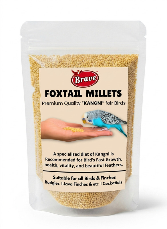 Brave Premium Foxtail Millet Kangni Seeds 500Gm for Birds Food Feed Nuts 0.5 kg Dry Young, Adult, New Born, Senior Bird Food