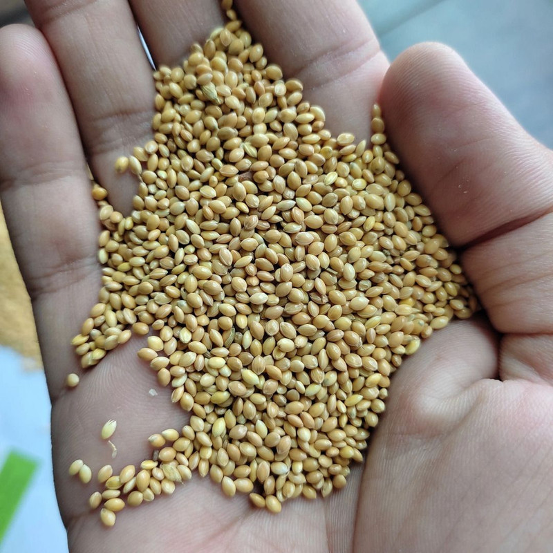 Canoodle Premium Foxtail Millet For Budgies,Cockatiels,Finches & Parrots Kg 0.5 kg Dry All Life Stages Bird Food