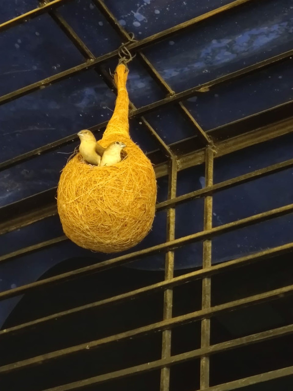 Geetha Shopp Bird Nest Regular Bird House