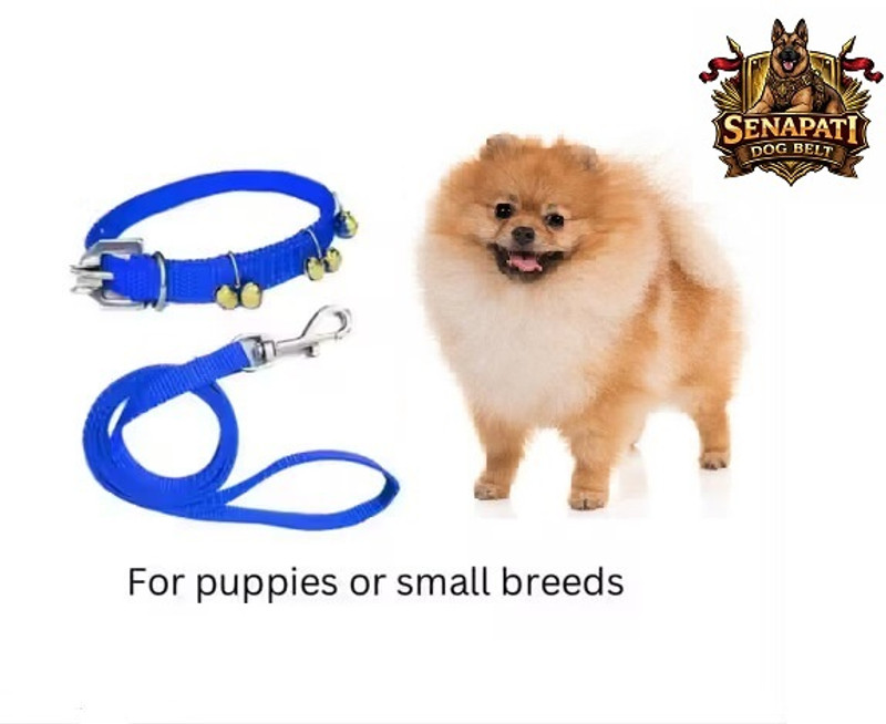 SENAPATI Senapati Blue Xsmall Belt Coller Ghungroo For New Born Puppy 10 cm Dog Strap Leash(Blue)