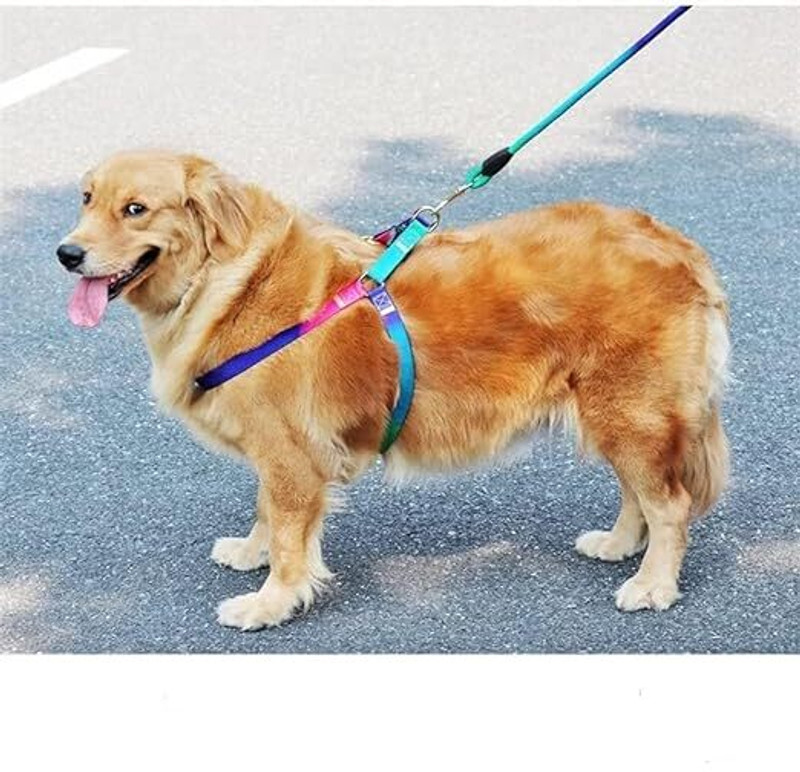 NEWSPARSH 25 cm Dog & Cat Strap Leash(Multicolor)
