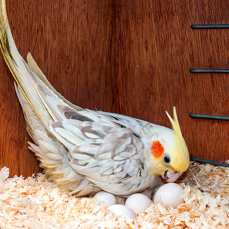 VS Mart Wood Shaving Premium Natural Soft Bedding Nesting Material birds&small animals Pet Litter Tray Refill