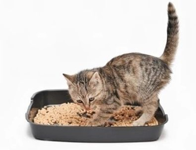 KGN Ecommerce Biocall_5_kg Pet Litter Tray Refill