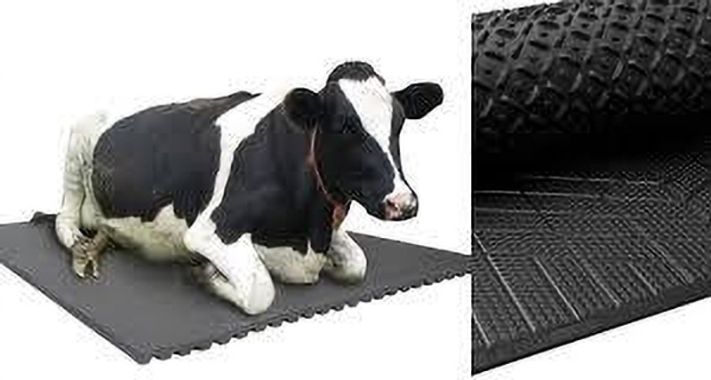 HARYANA JINDAL Cow Mat, use for Buffalo Bull and Horses (8 X 5 Feet) BPA Free, Easy to Clean Cow, Dog, Hamster, Guinea Pig, Miniature Pig Pet Mat