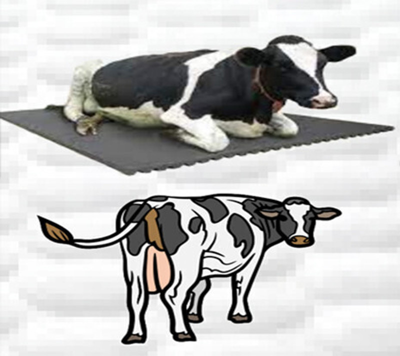 JINDAL KING Long Lasting Ethylene Vinyl Acetate Free Easy Clean Raised Edges Cow, Dog, Hamster, Guinea Pig, Miniature Pig Pet Mat