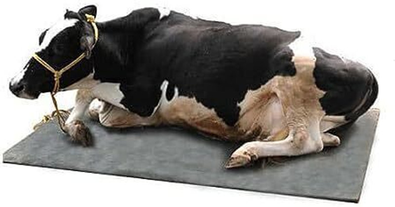 Haryana King Cow Mat, Feeding Mat, BPA Free, Easy Clean, Rubber Mat for Animal ( Black) Cow, Dog, Hamster, Guinea Pig, Miniature Pig Pet Mat