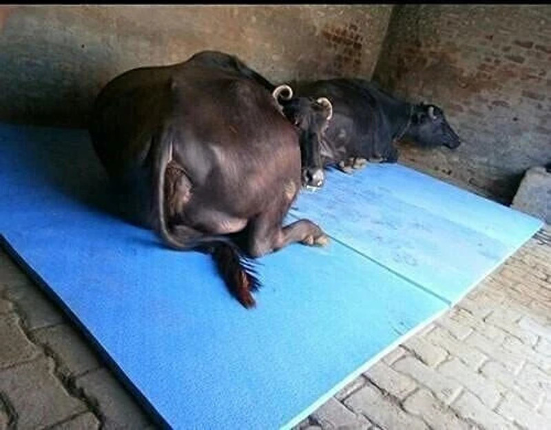HARYANA JINDAL Waterproof, Mat for Cows Mat for Animal (Standard, Black) Cow Pet Mat Cow, Dog, Hamster, Guinea Pig, Miniature Pig Pet Mat