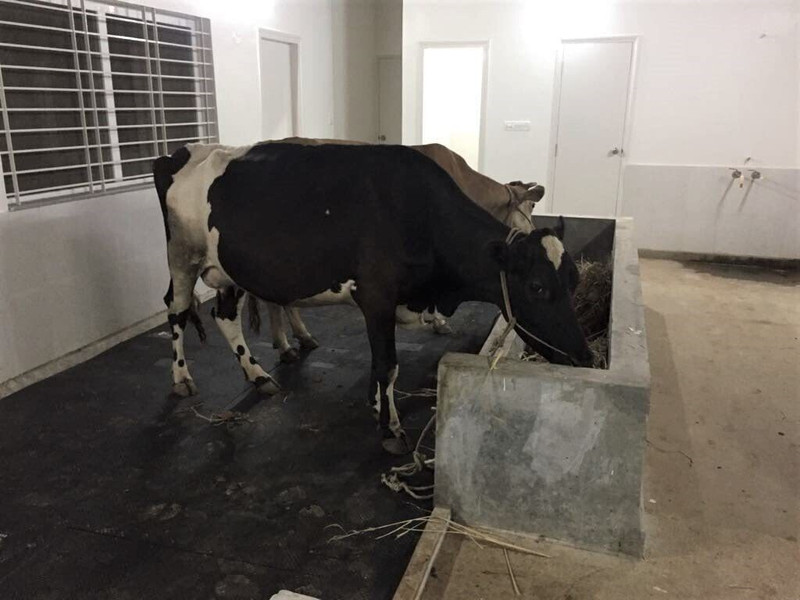 Haryana King Animal Feeding Waterproof Black Mat For Cow, Horse & Buffalo With Raised Edges Cow, Dog, Hamster, Guinea Pig, Miniature Pig Pet Mat
