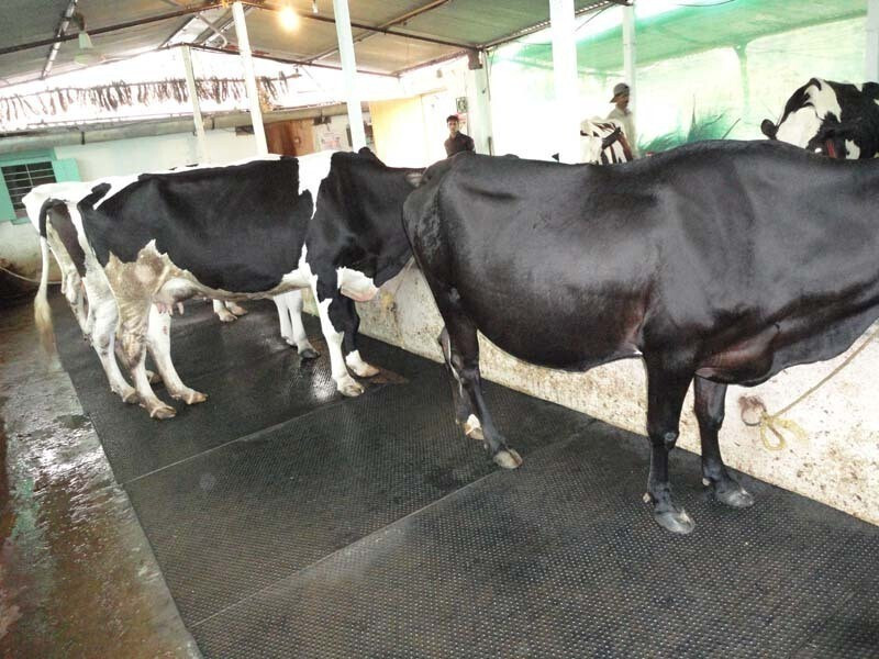 HARYANA JINDAL Waterproof Black Cowmat BPA Free With Raised Edges Premium Quality Cow, Dog, Hamster, Guinea Pig, Miniature Pig Pet Mat