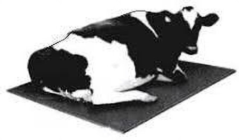 JINDAL KING Cow Mat | Color-Black | 6(ft) x 4 (ft) x 17(mm) 4XL Pet Bed (black) Cow, Dog, Hamster, Guinea Pig, Miniature Pig Pet Mat