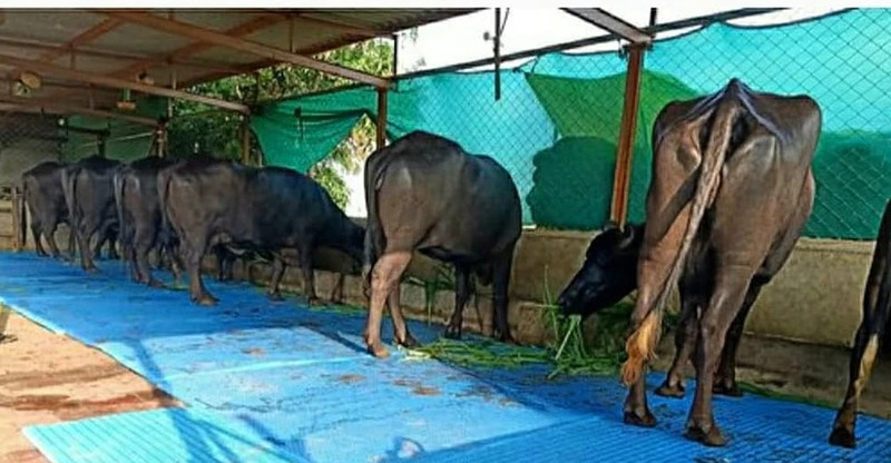 RKMATS Blue 5X8 Feet Rubber Cow Mat Cow, Dog, Hamster, Guinea Pig, Miniature Pig Pet Mat
