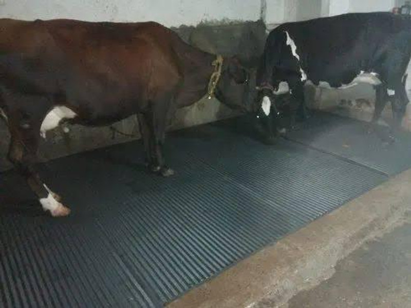 HAKEX Mat for Cow, Buffalo, Bull,Horse, Rubber Mat for All Animal ( black)(8*5) Cow, Hamster Pet Mat